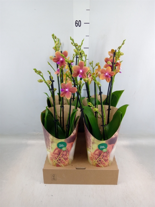 <h4>Phalaenopsis multi. 'Ant Bolgheri'</h4>