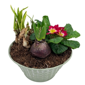 Ruitjes groen Zink Hyacint + Tete Prim 664