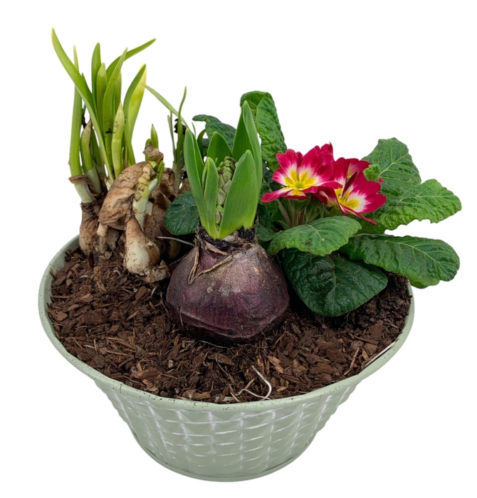 <h4>Ruitjes groen Zink Hyacint + Tete Prim 664</h4>