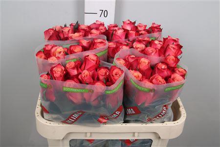<h4>R Gr Helene</h4>