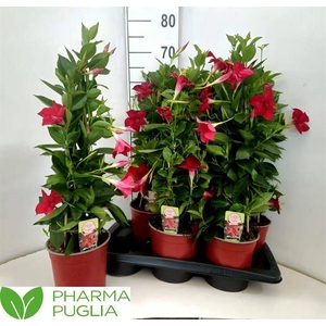 Mandevilla sanderi Rio Grande Red 17Ø 65cm