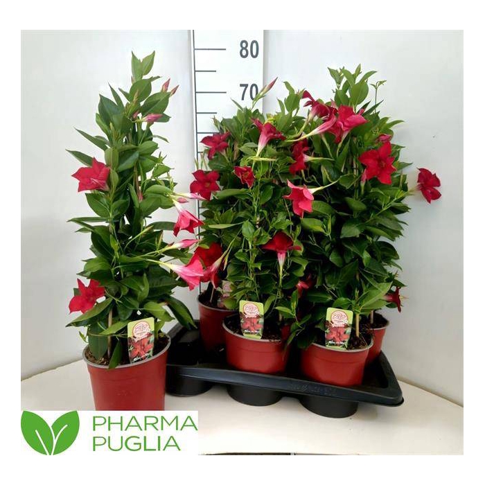 <h4>Mandevilla sanderi Rio Grande Red 17Ø 65cm</h4>