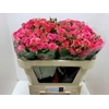Rosa TR 'Chimo'