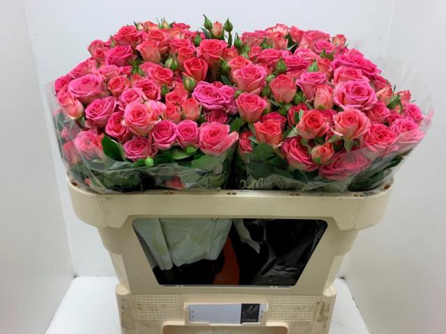 Rosa TR 'Chimo'
