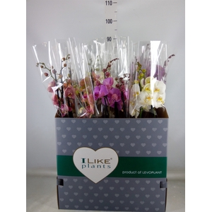 Phalaenopsis   ...mix