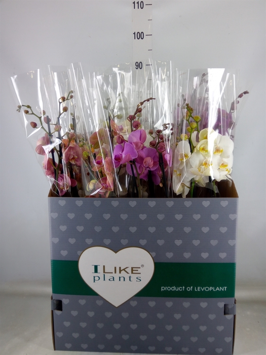 <h4>Phalaenopsis   ...mix</h4>