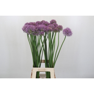 Allium Stratos