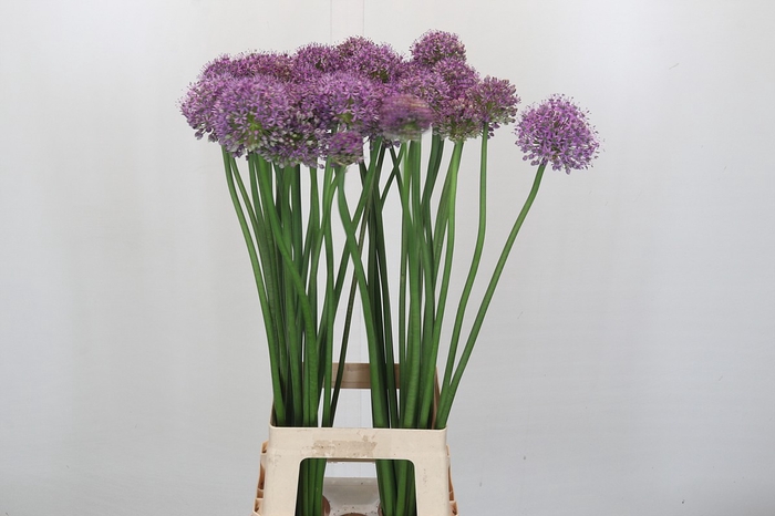 <h4>Allium Stratos</h4>