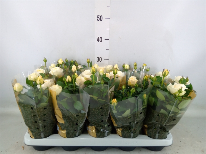<h4>Rosa  'Belami Kordana'</h4>