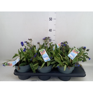 Pulmonaria angustifolia