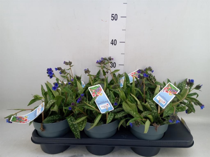 <h4>Pulmonaria angustifolia</h4>