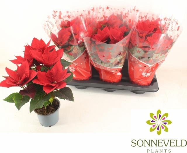 <h4>EUPHOR P CHR BREAK</h4>