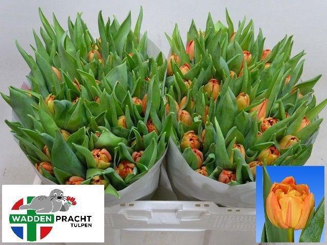 <h4>TU DU LORENZO</h4>