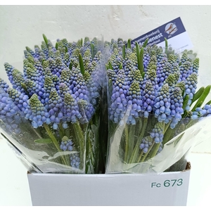 MUSCARI ARMENIACUM