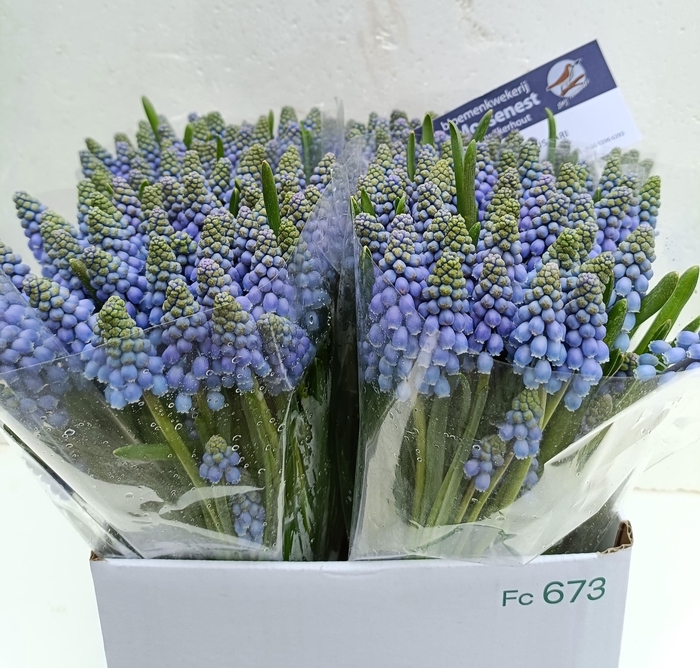 <h4>MUSCARI ARMENIACUM</h4>