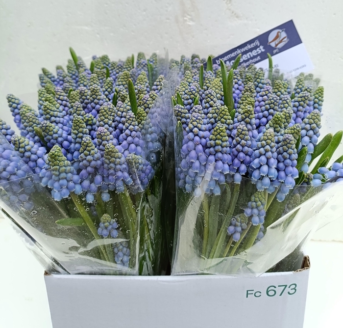 <h4>MUSCARI ARMENIACUM</h4>