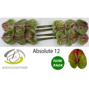 Anth. andr. 'Absolute' x12