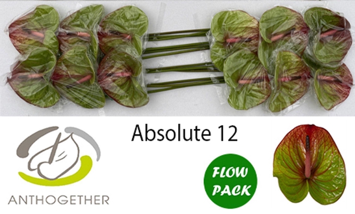 <h4>Anth. andr. 'Absolute' x12</h4>