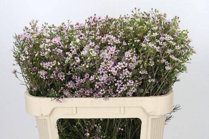 <h4>Chamelaucium Early Nir</h4>