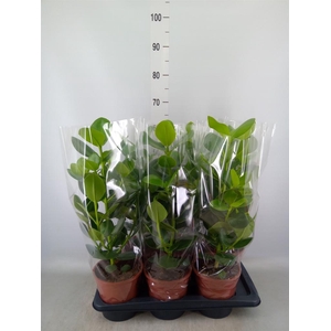 Clusia rosea 'Princess'