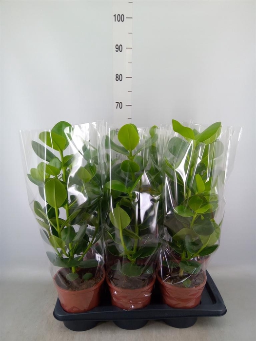 Clusia rosea 'Princess'