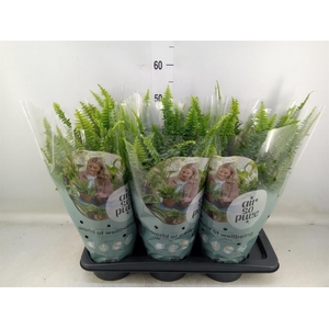 Nephrolepis exal. 'Green Lady'