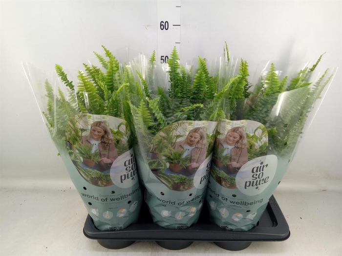 <h4>Nephrolepis exal. 'Green Lady'</h4>