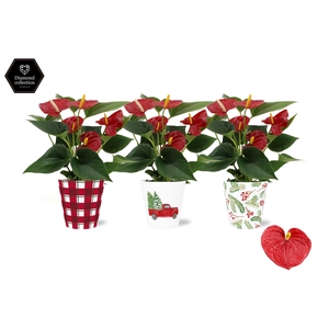 Anthurium Diamond Red in Noel smartcup