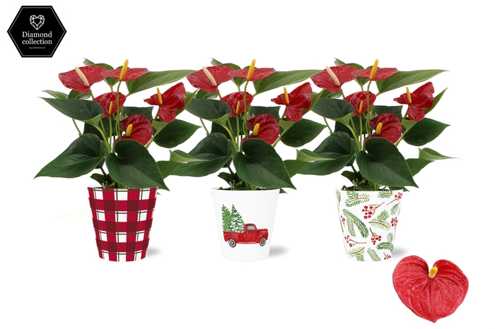 <h4>Anthurium Diamond Red in Noel smartcup</h4>