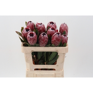 Protea Pink Ice