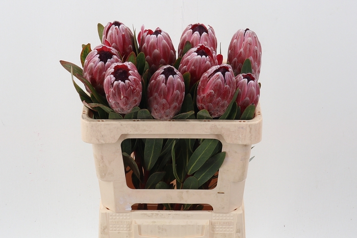 <h4>Protea Pink Ice</h4>