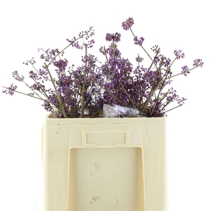 Callicarpa Bod Profu 60 Cm Extra