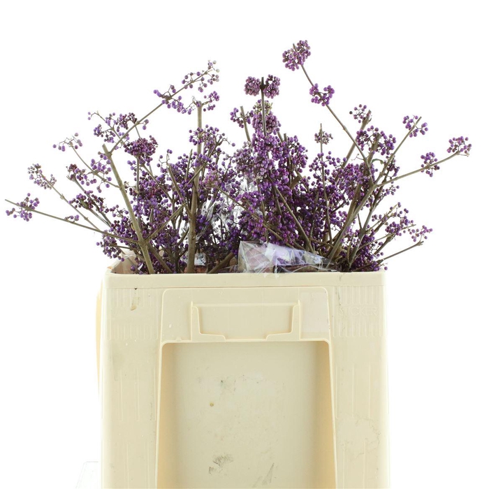<h4>Callicarpa Bod Profu 60 Cm Extra</h4>