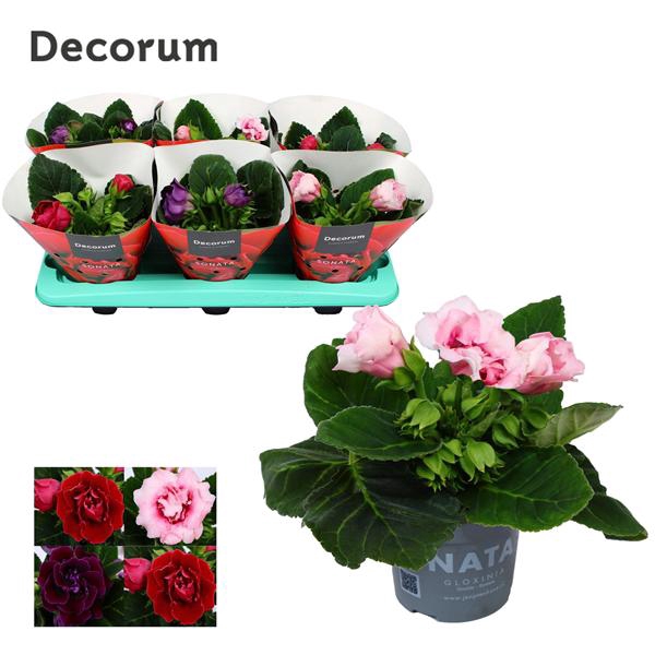 <h4>Gloxinia Mix</h4>