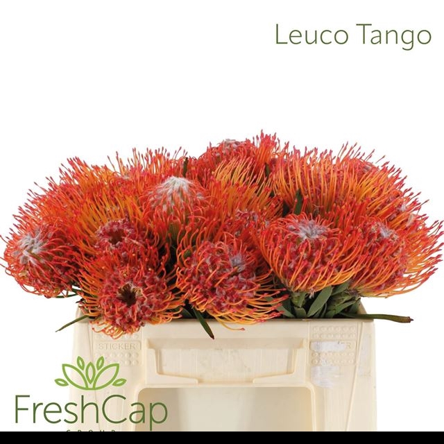 LEUCO CO TANGO