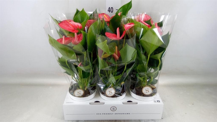 <h4>Anthurium andr. 'Livium  Brillante'</h4>