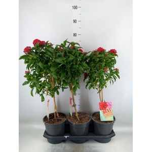 Pentas lanceolata 'Panic Red'