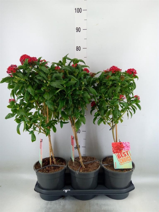 <h4>Pentas lanceolata 'Panic Red'</h4>