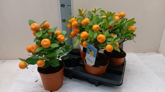 <h4>CITR MICROCARPA</h4>