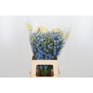 Delphinium En Ballkleid