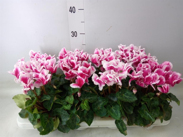 <h4>Cyclamen MD 'Premium Abanico'</h4>