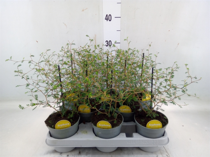 <h4>Sophora prostrata 'Little Baby'</h4>