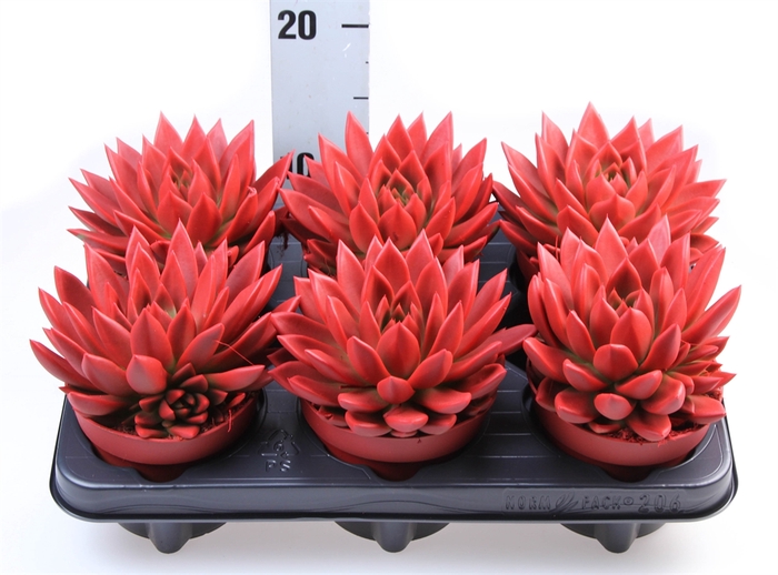 <h4>Echeveria  'Miranda'</h4>