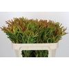 Leucadendron Ayoba Cherry Pearl Spray