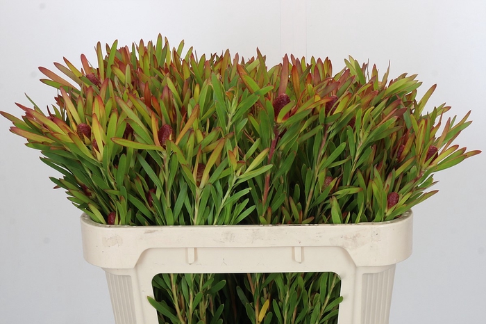 Leucadendron Ayoba Cherry Pearl Spray