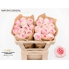 Rosa Garden Mayra s Bridal