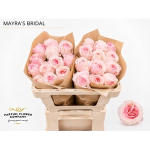 Rosa Garden Mayra s Bridal