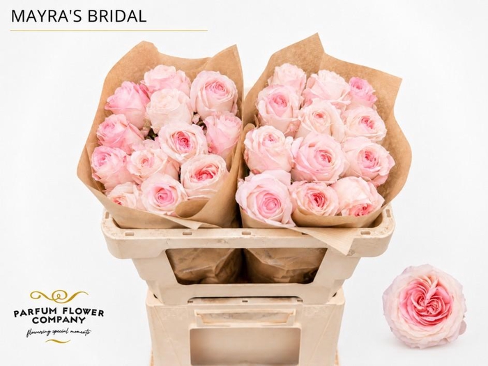 <h4>Rosa Garden Mayra s Bridal</h4>