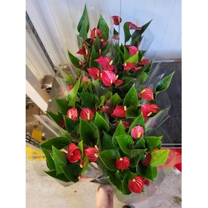 Anthurium Andr. Million Flowers Red