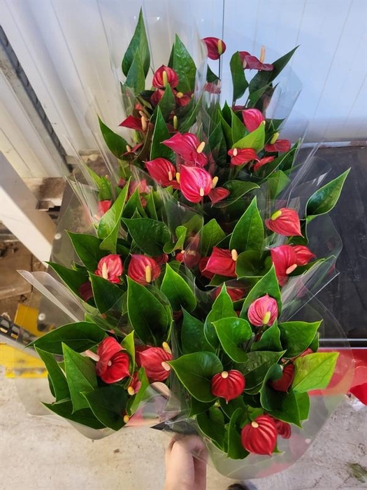 <h4>Anthurium Andr. Million Flowers Red</h4>